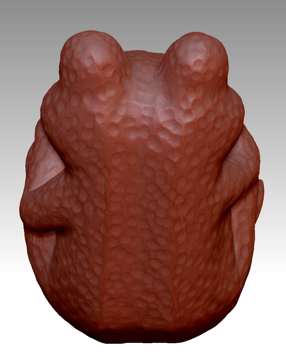 3D frog model