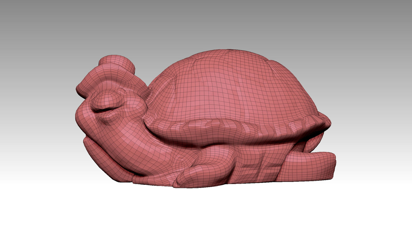 3D turtle model