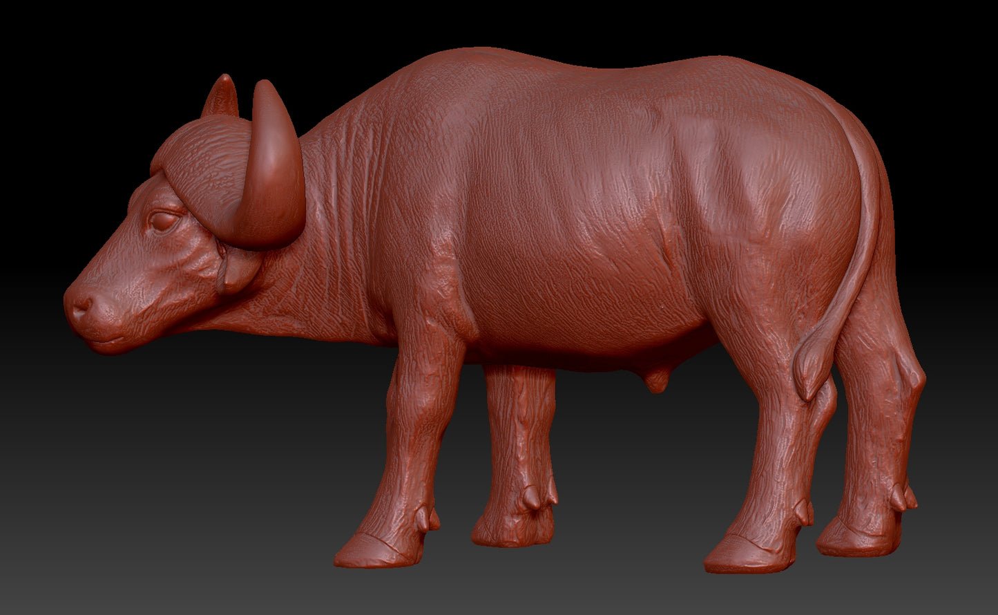 african buffalo 3Dmodel