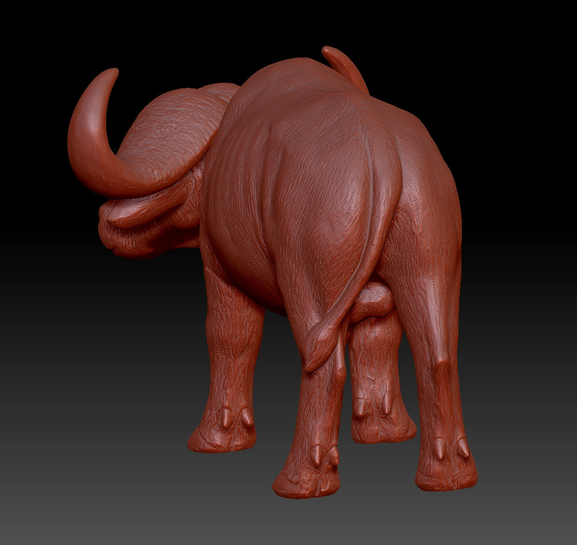 african buffalo 3Dmodel