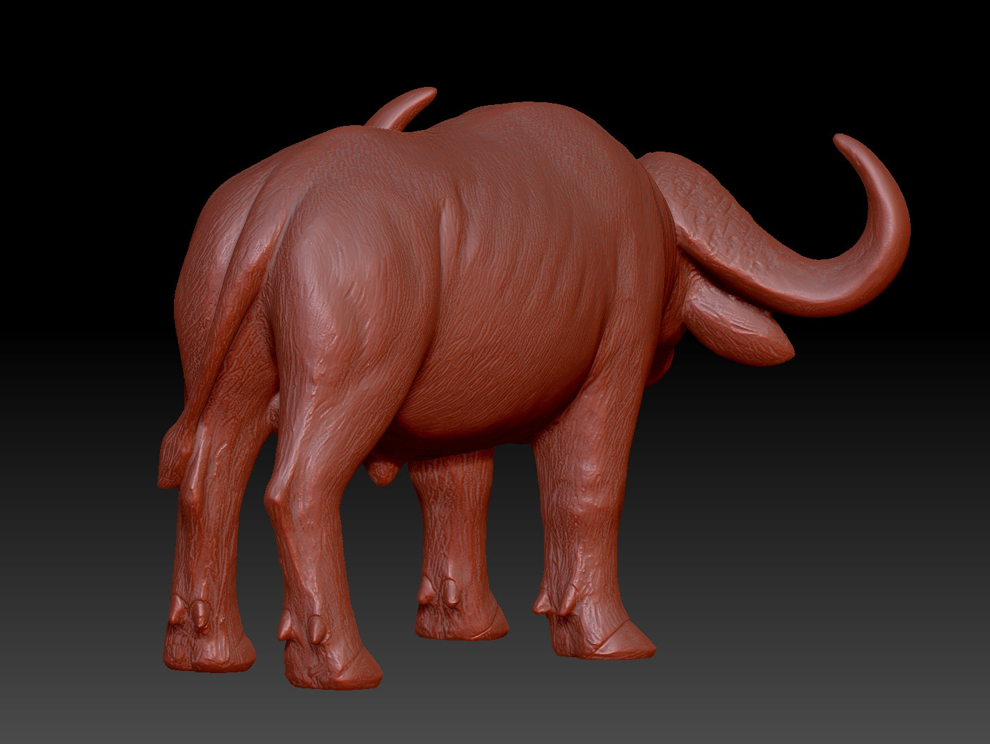 african buffalo 3Dmodel