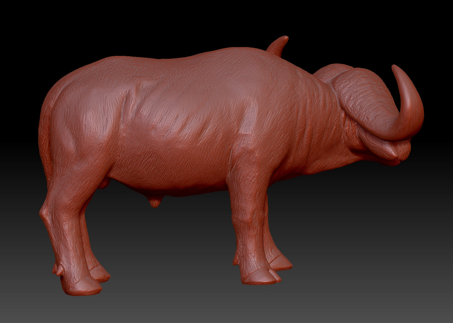 african buffalo 3Dmodel