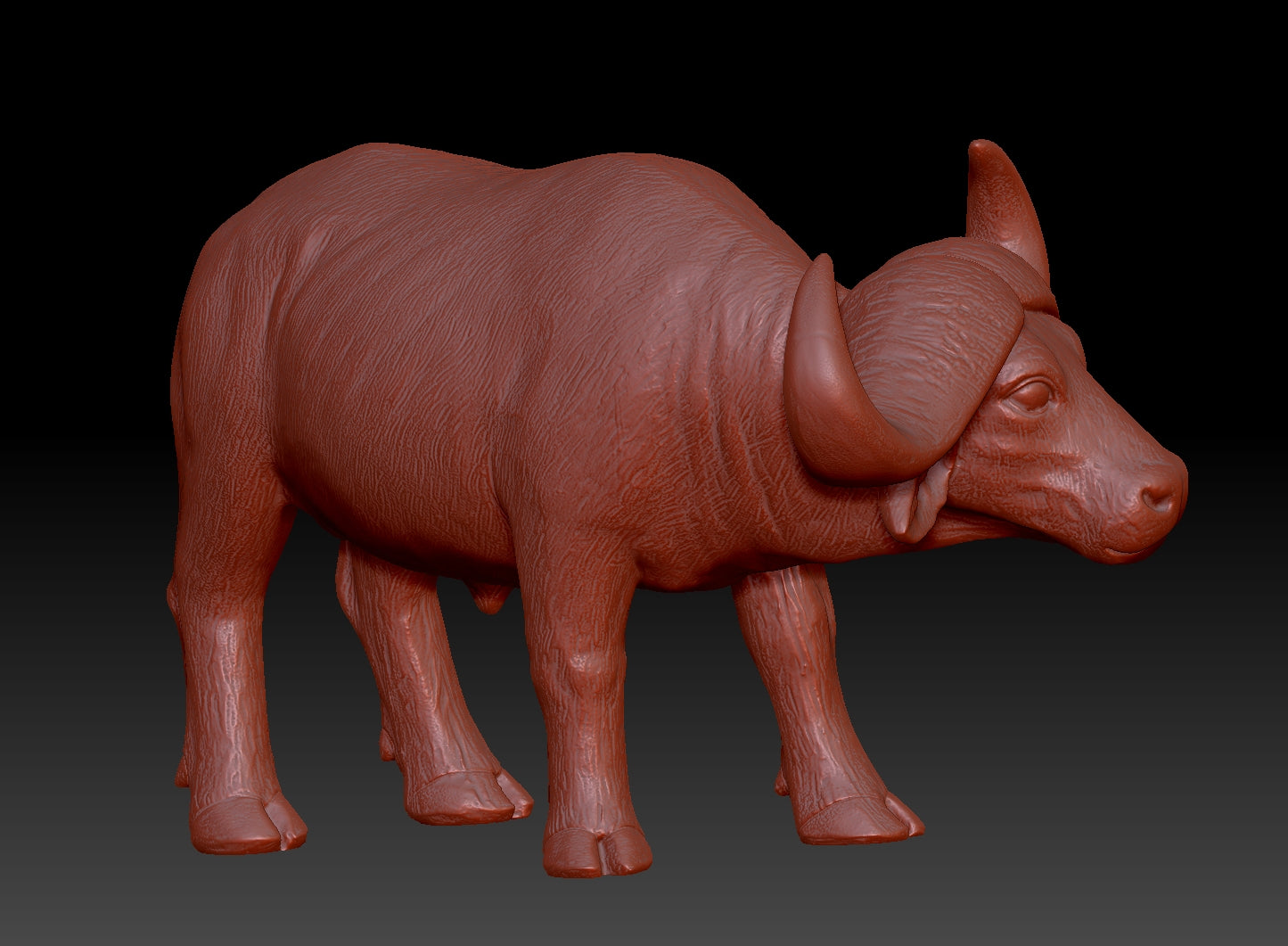 african buffalo 3Dmodel
